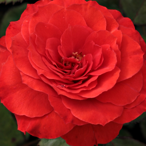 Róże ogrodowe - róże rabatowe floribunda - czerwony  - Rosa  Borsod - róża bez zapachu - Márk Gergely - Świetnie nadaje się do sadzenia na zagonkach, lecz może być przeznaczona także na żywopłot i do sadzenia w grupach.